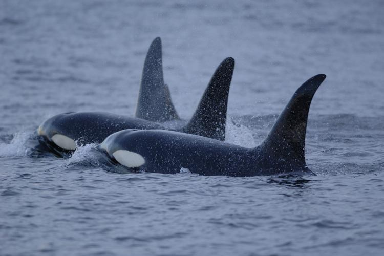 Researchers have identified a distinct subpopulation of killer #whales off California's coast. These #killerwhales specialize in hunting sea lions, gray whale calves, and elephant seals using unique techniques, primarily in Monterey Submarine Canyon. phys.org/news/2024-03-k…