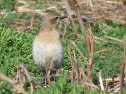 A trickle of newly arrived Wheatears @SkokholmIsland included the first females and pairs have started to form. Male D57 is again on Winter Pond paired with F99, a bird fledged last year (pictured). In other news F85 (fitted with a tracker) is back on North Plain.