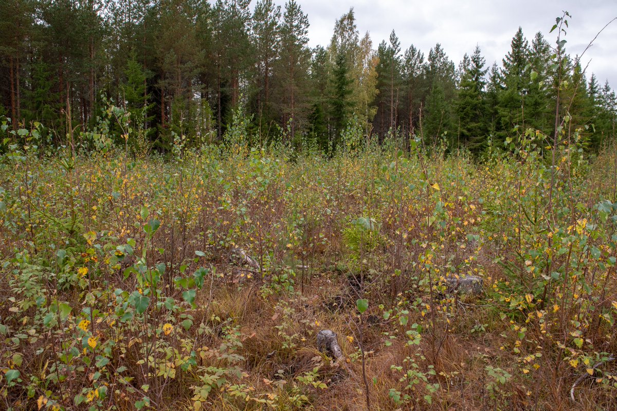 Joanne_C_White's tweet photo. 📢New review: Characterizing forest recovery following stand replacing disturbances in boreal forests: contributions of optical time series and airborne laser scanning data
👉https://t.co/35b0TOqCIv
@SilvaFennica @IBFRA #OpenAccess #forestrecovery #remotesensing #lidar #boreal https://t.co/tiakMfEuM2
