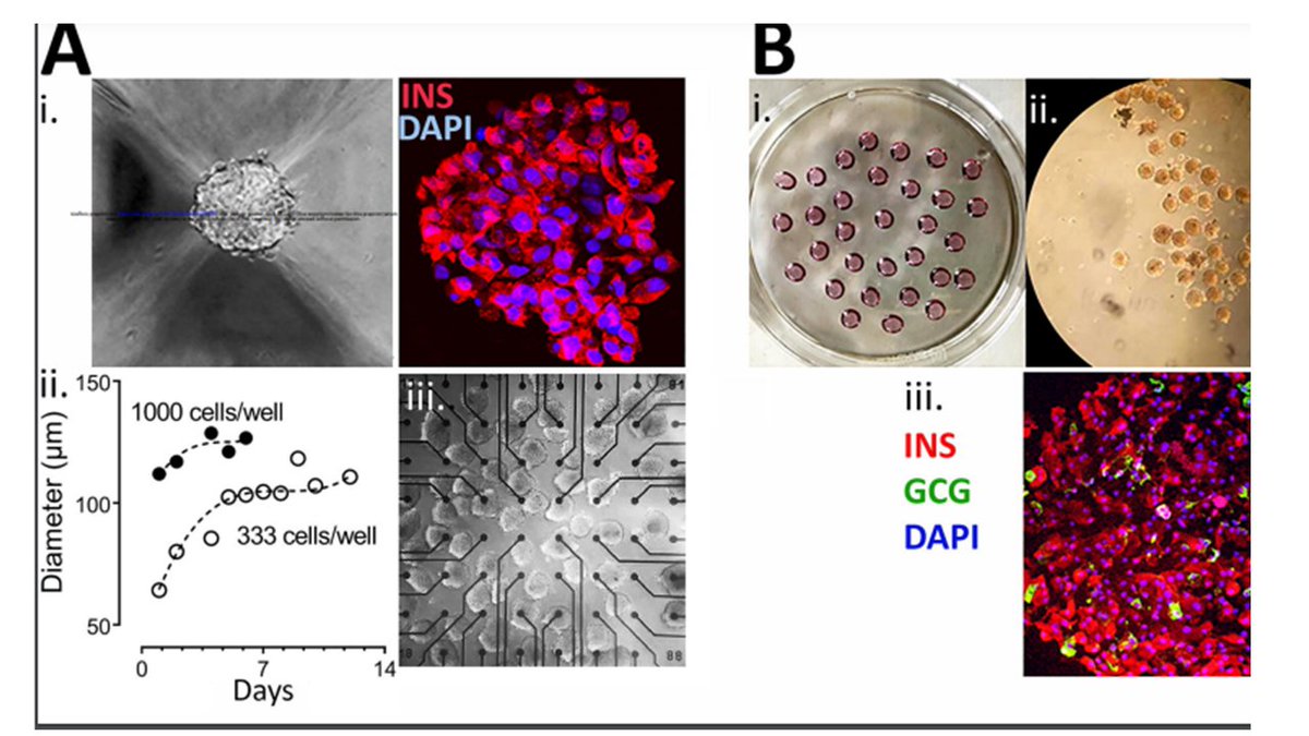 How to study #islets Spheroid formation enhances physiological function of human clonal beta-cell lines providing surrogates for primary islets in extracellular electrophysiology #diabetes biorxiv.org/content/10.110…