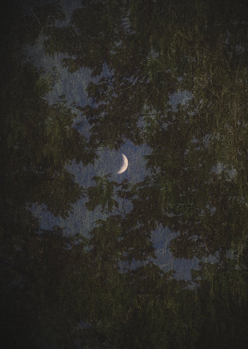 lord of the cats tweet media