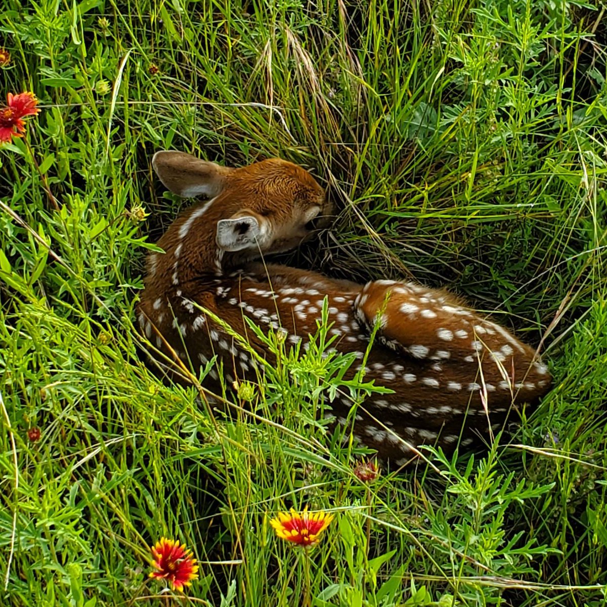 Do not disturb 🤫 Every spring, people try to “rescue” baby wildlife. This does more harm than good because in most cases, parents are nearby. Here's why it's best to leave young animals alone 👉🏽 tinyurl.com/DontTouchTheWi…