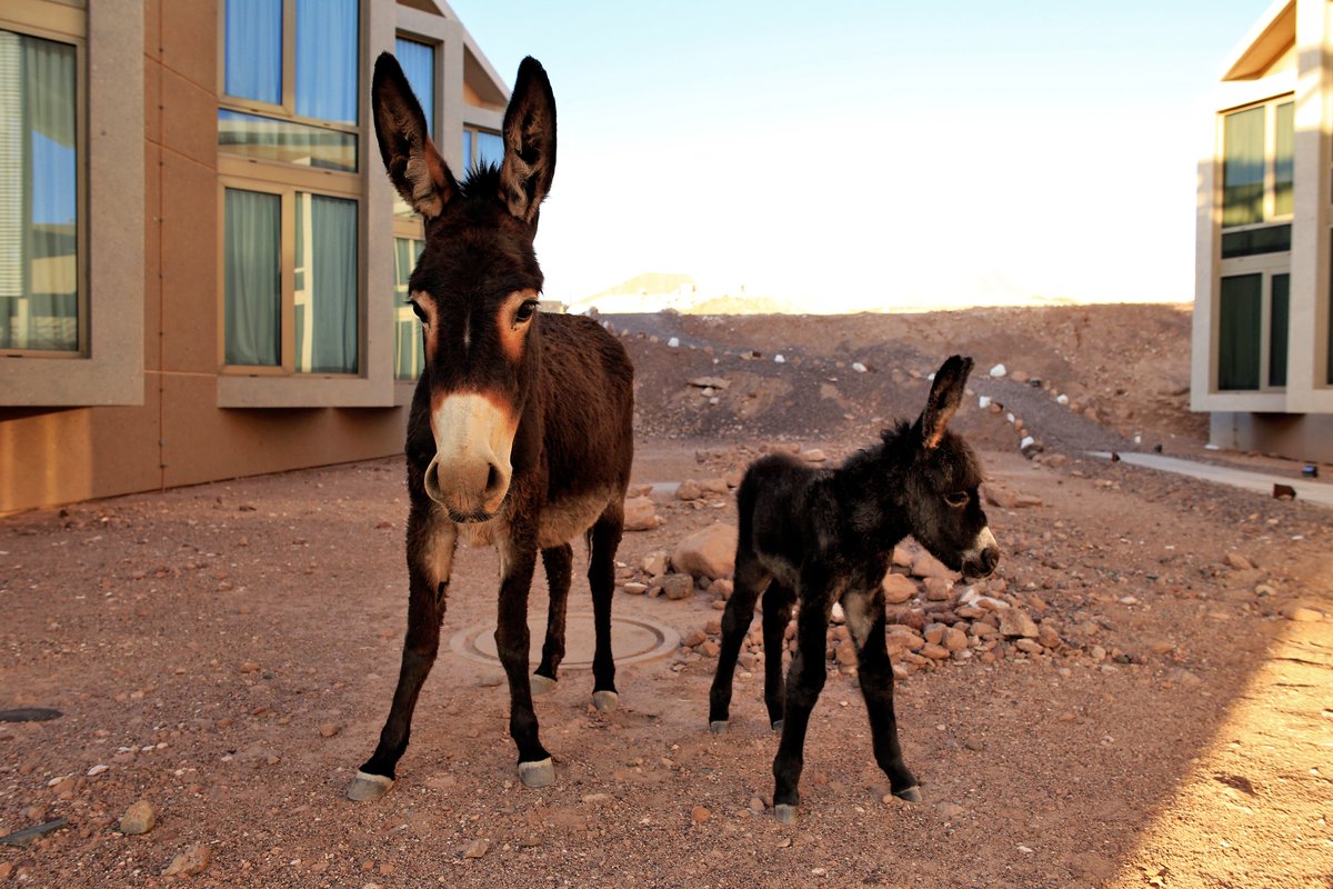 A little donkey neighbor! ✨🫏 It can be seen at ALMA's residence, #Atacamadesert 📷: Farid Char