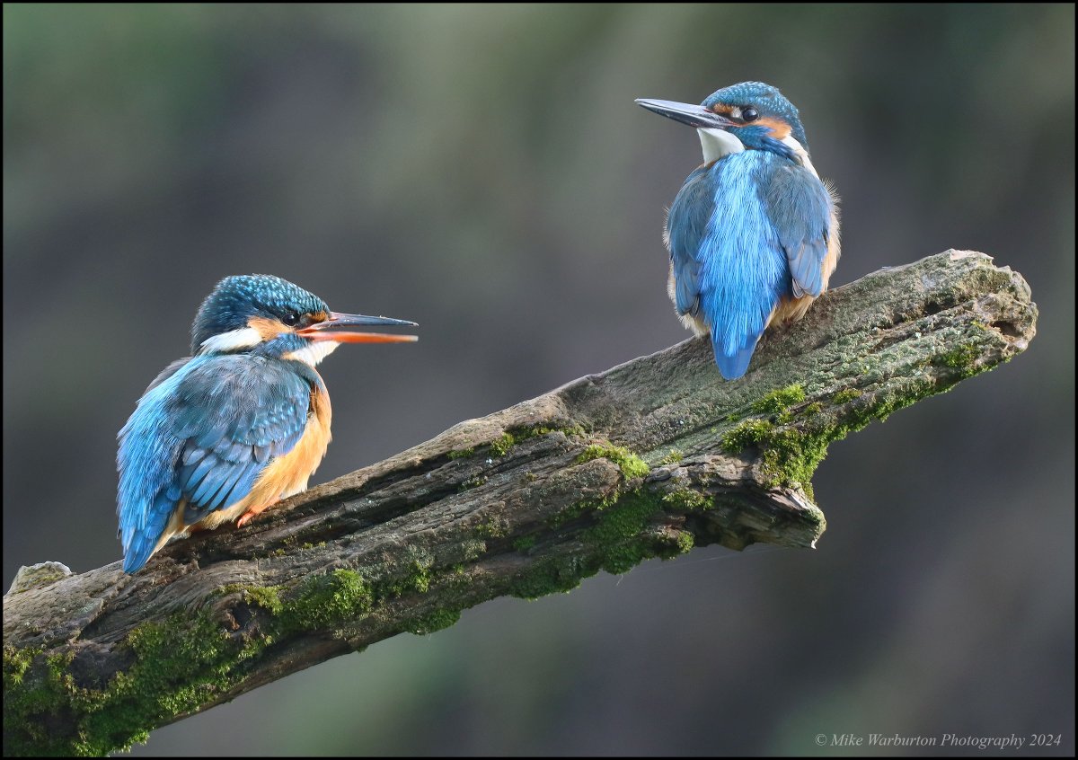 Male and female #Kingfisher on the #Usk in the #BreconBeacons the other day. #Wales #birds #wildlife #nature @BBCSpringwatch @WildlifeMag @Natures_Voice @_BTO @CanonUKandIE @NatGeoPhotos @BannauB @CanalandRivers @RSPBCymru @BTO_Cymru