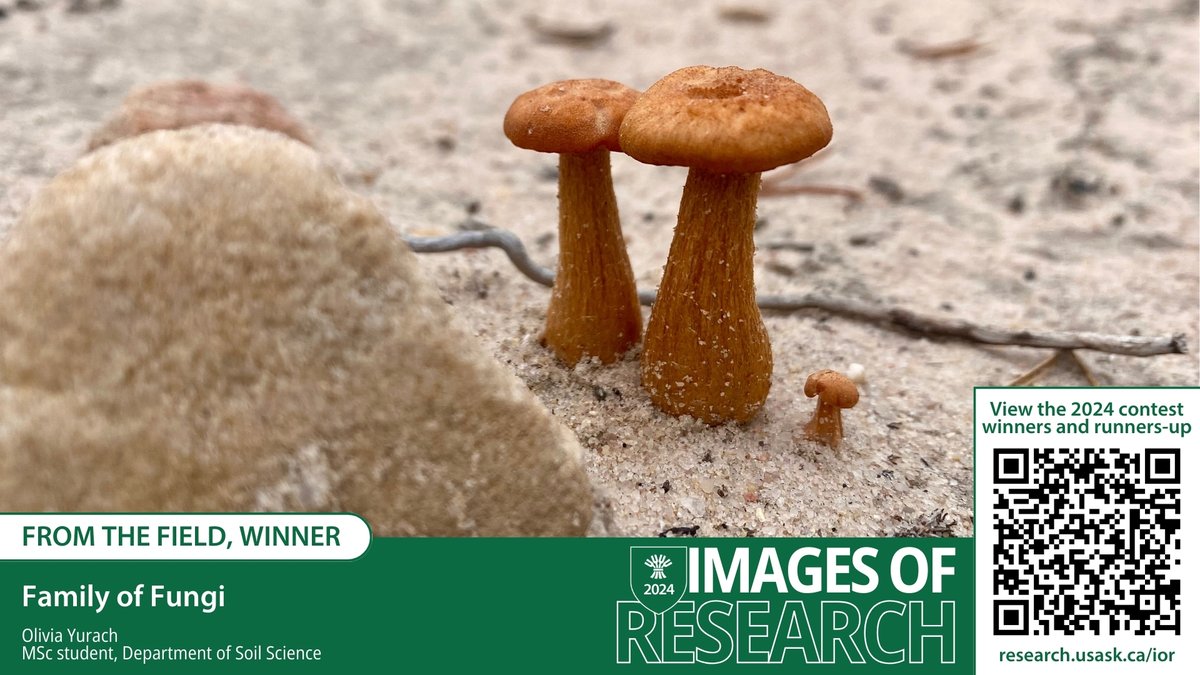 Congratulations to @agbiousask MSc student Olivia Yurach, winner of the ‘From the Field’ category in the #USask 2024 Images of Research competition! For more info on the photo> research.usask.ca/ior