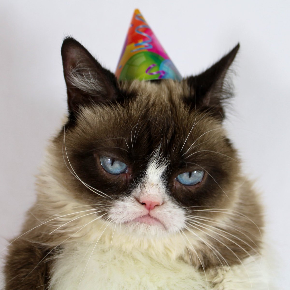 Grumpy Cat tweet media