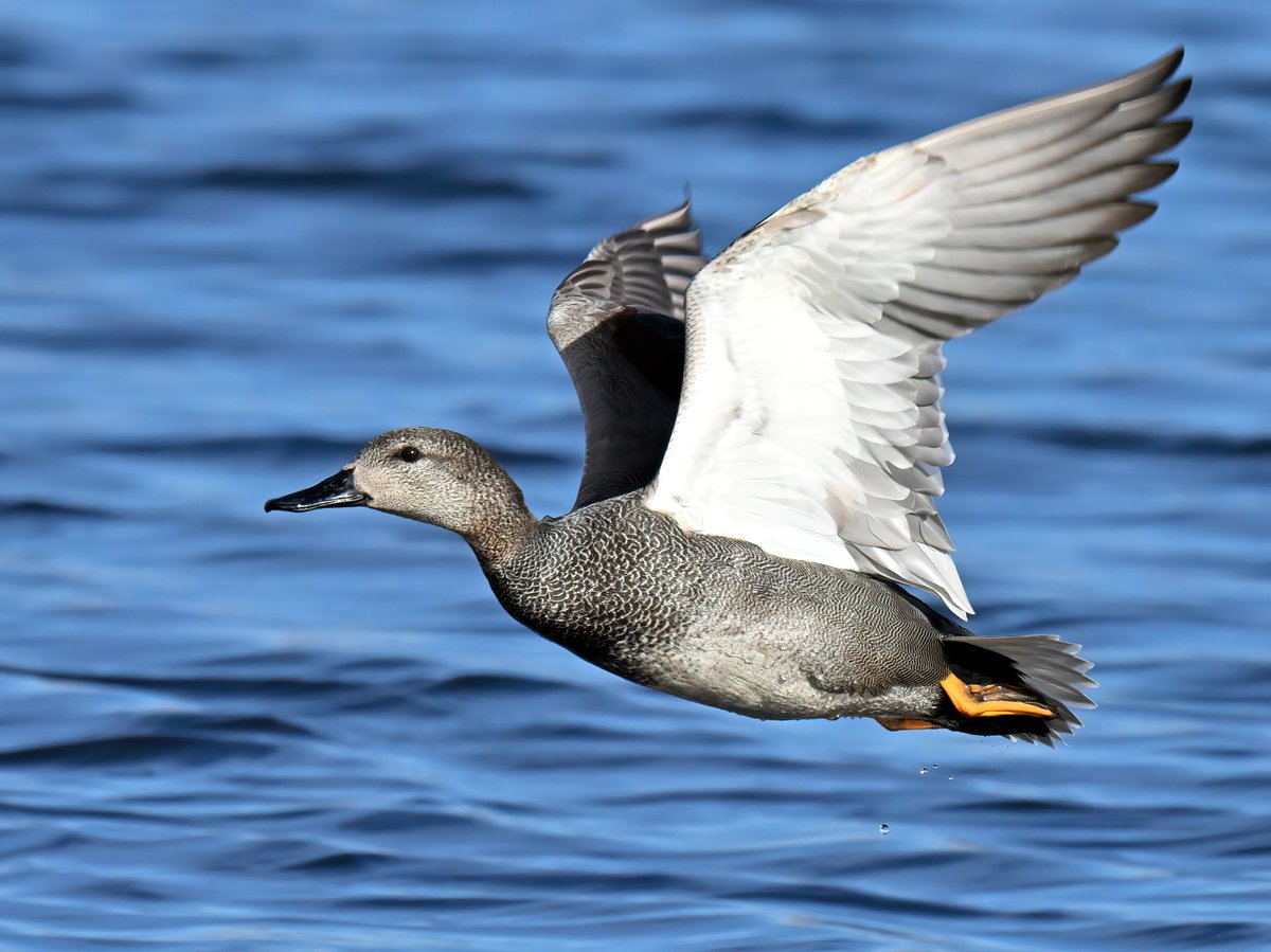 Carl Bovis tweet media