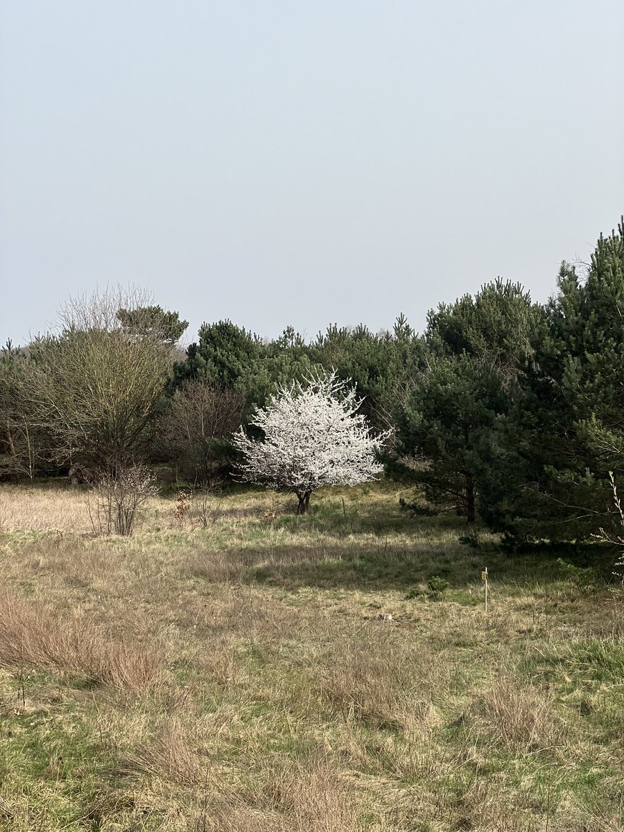 Blühender Mirabellen-Baum im #Garten. #Usedom