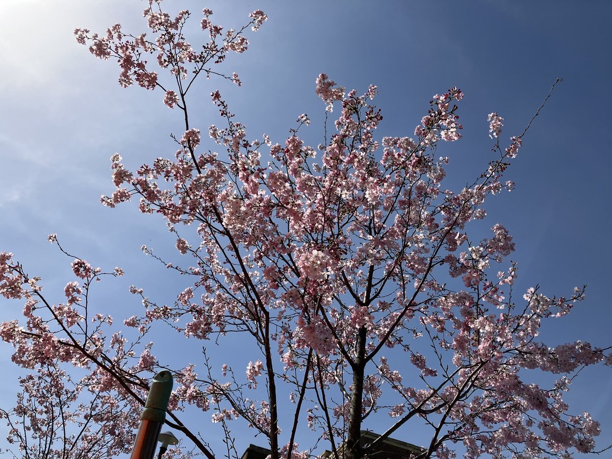 yuta_niceradio's tweet photo. @chisei0618 @s2moemoe #zip_ohanami お花見ステージ観覧してきました!
ちらほら咲いてました♪ https://t.co/F210VTKFJL