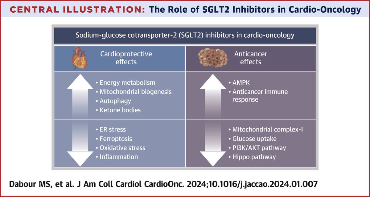 In this #JACCCardioOnc review, Dr. @MohamedDabour91, et al examine the established cardioprotective effects of #SGLT2i in #heartfailure & subsequently explore the existing body of evidence. bit.ly/4ccqRCd #CardioOnc @Zordoky_Lab @MinaYGeorge13 @maryraphel22 @BlaesAnneMD