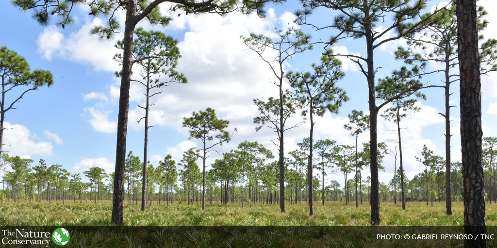 Dedicating $100M for Wildlife Corridor, $100M for land management, & $100M for Resilient Florida Program makes long-term planning possible. Safeguarding rare sensitive state lands is critical. Thank you Governor, Sen Hutson & Rep. Buchannan. Read More: nature.org/en-us/about-us…