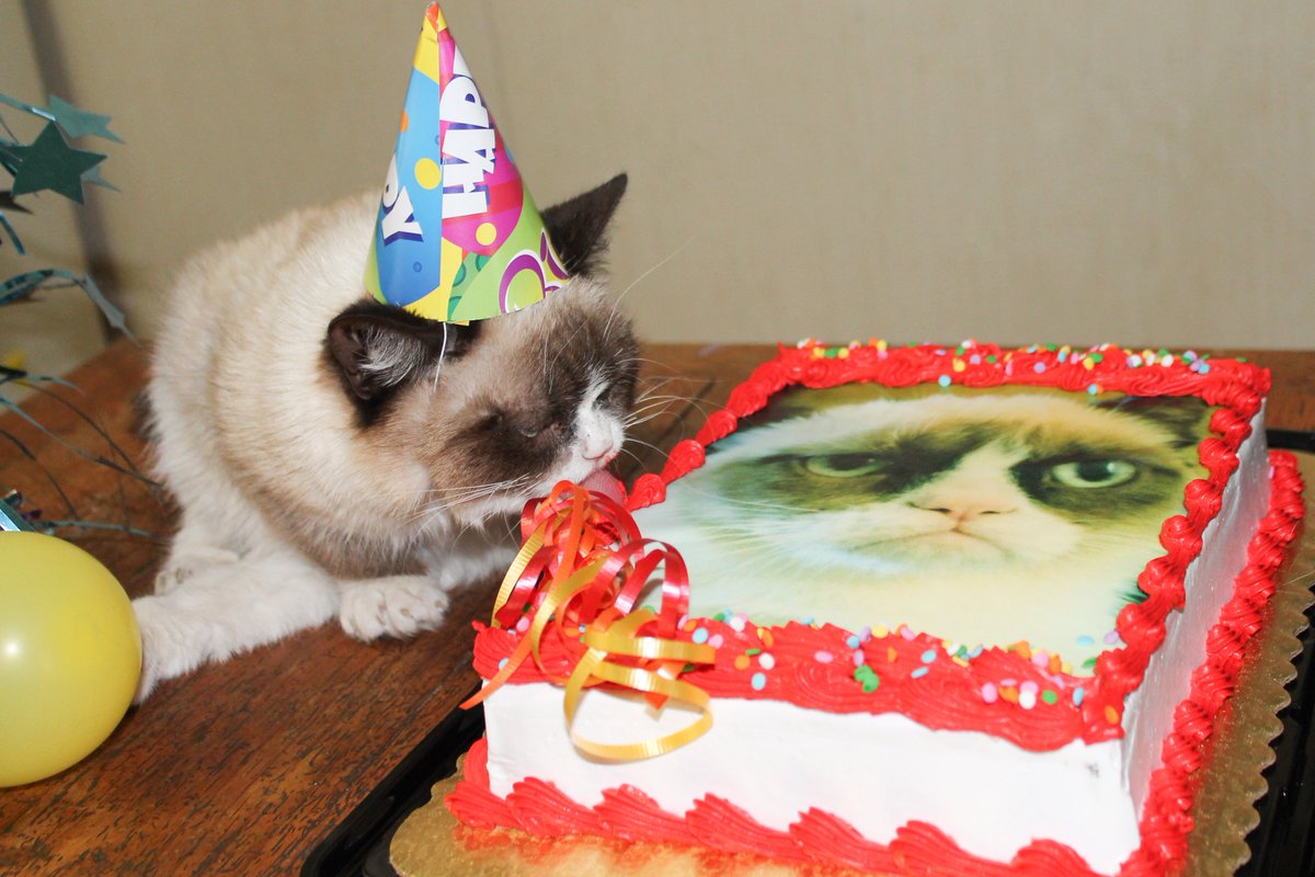 RealGrumpyCat tweet picture