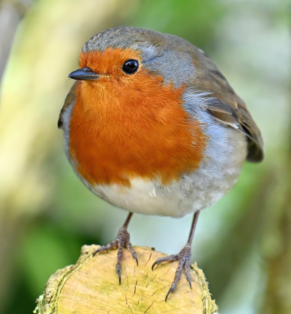 Cute plump friendly Robin at RSPB Ham Wall recently.😊🐦