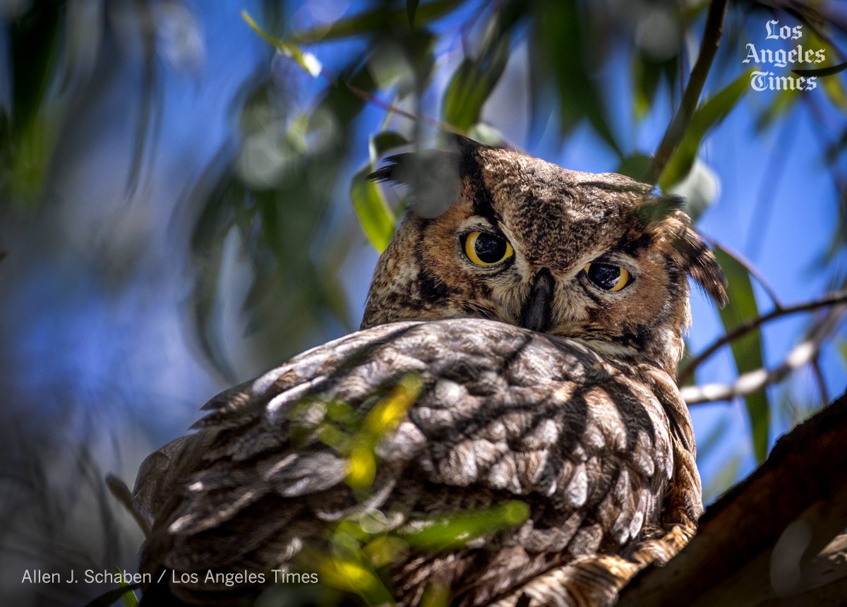 Curious baby owlet, 1 of 3, and watchful parent in Huntington Beach @latimes @latimesphotos