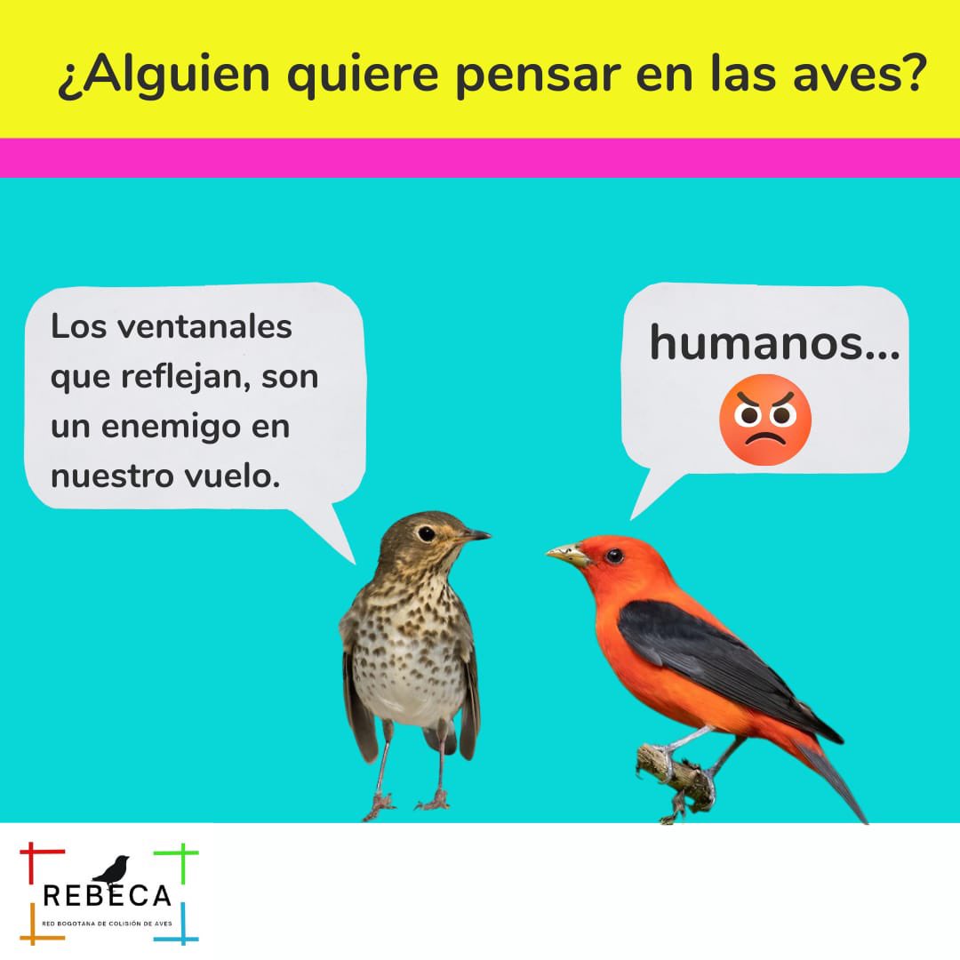selvaorgco's tweet photo. Millones de aves migratorias ya estan en marcha hacia Norte América pero muchas no llegarán a su destino por colisionarse con ventanas. Por eso, hoy queremos promover una novedosa iniciativa de ciencia ciudadana #REBECA que busca generar información sobre esta amenaza en Bogotá. https://t.co/52hCuaVHKN