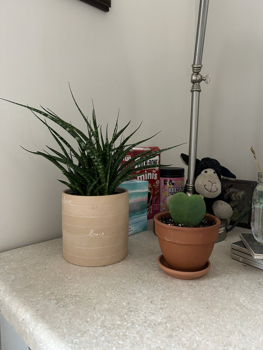 crocus_pocus_'s tweet photo. The sky is spitting weak snow flakes today. A minor improvement to yesterdays sideways flurries. The weather looks pretty miserable for another week, too. Here’s how I’m coping. Four different kinds of sansevieria, now two monsterras. The little Hoya is too cute 🤗 https://t.co/WpXuztSa3i