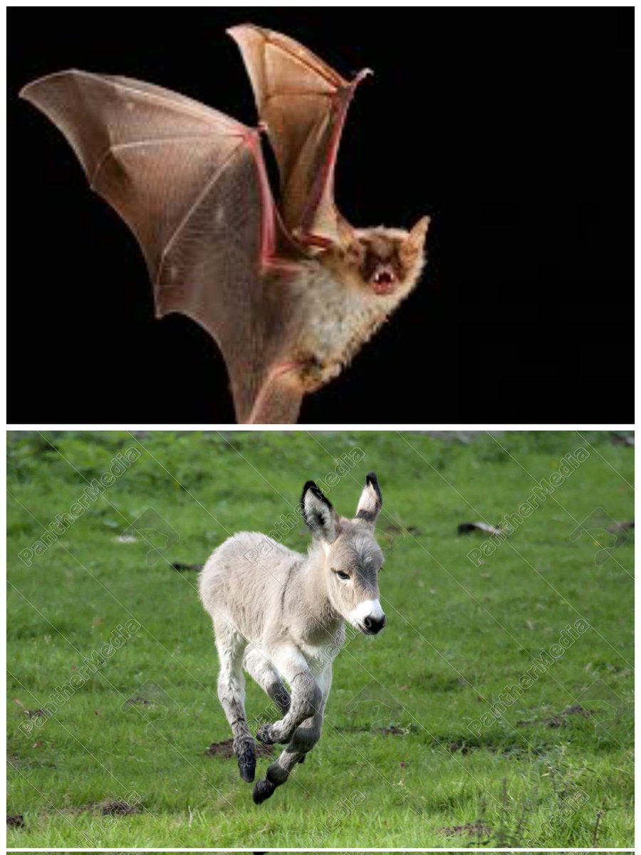 Hoy, en jeroglíficos mierder:

Mezcla desordenada de cosas que no guardan relación entre sí.