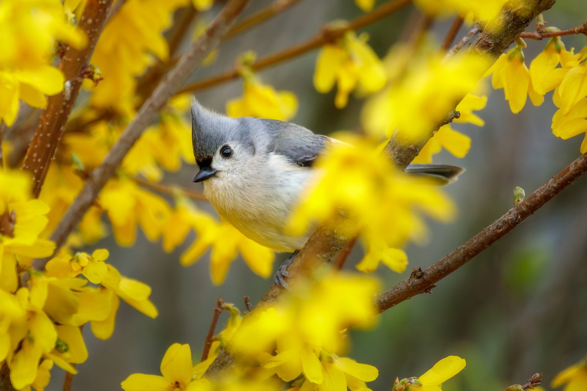 Playing peekaboo with a Tufted Titmouse in the Forsythia. Photographed with a Canon 5D Mark IV & 100-400mm f/4.5-5.6L lens +1.4x III. #birdwatching #birdphotography #wildlife #nature #spring #teamcanon #canonusa