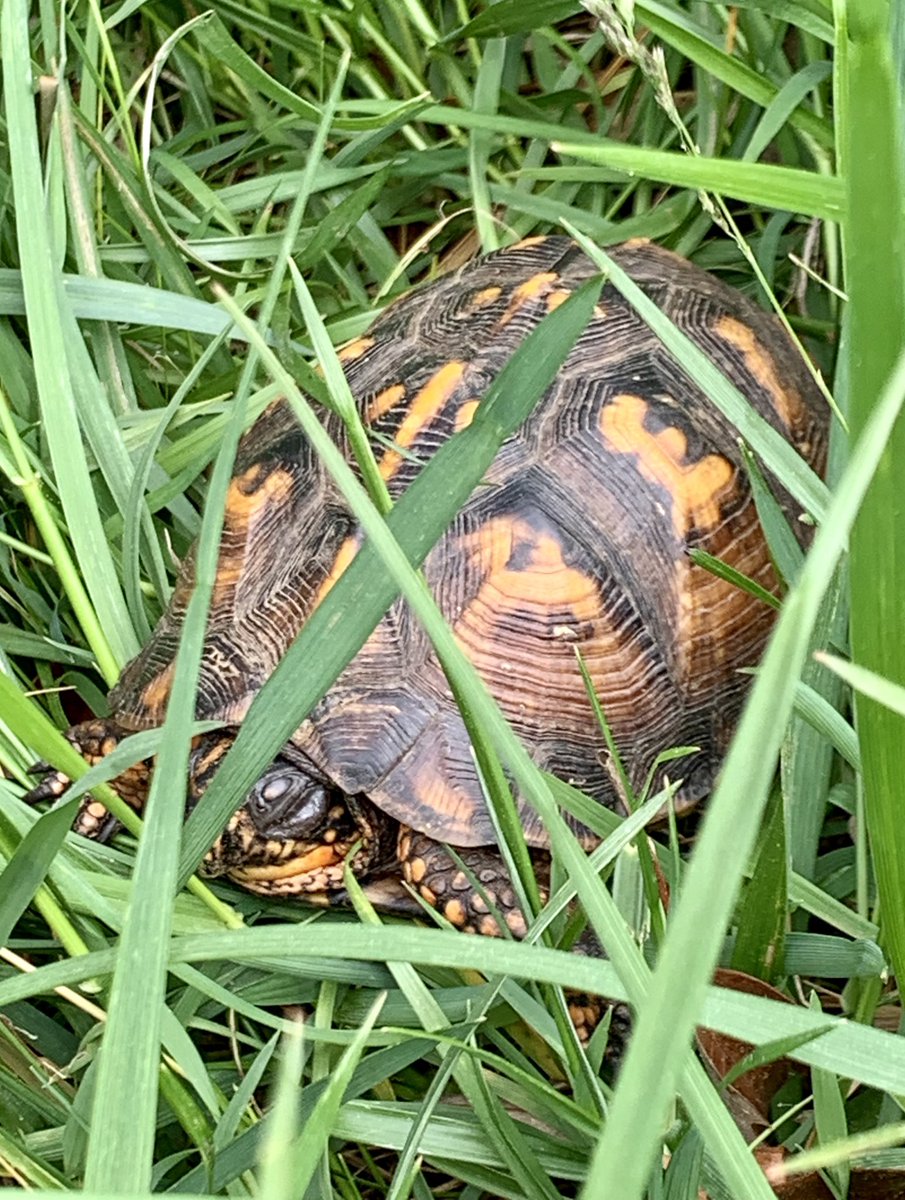 First spring appearance…🐢