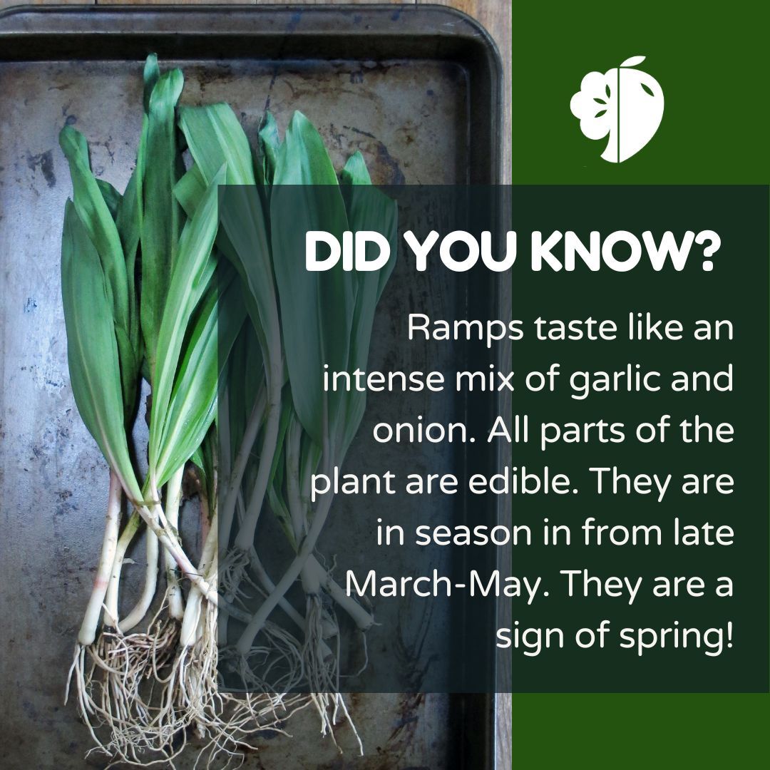 Spring is ramping up! Ramps are in season in Ohio, and you might see them at your local farmers market. You can try them for free when you shop with SNAP/EBT at participating locations, visit buff.ly/3ekv9On to find a participating location near you!