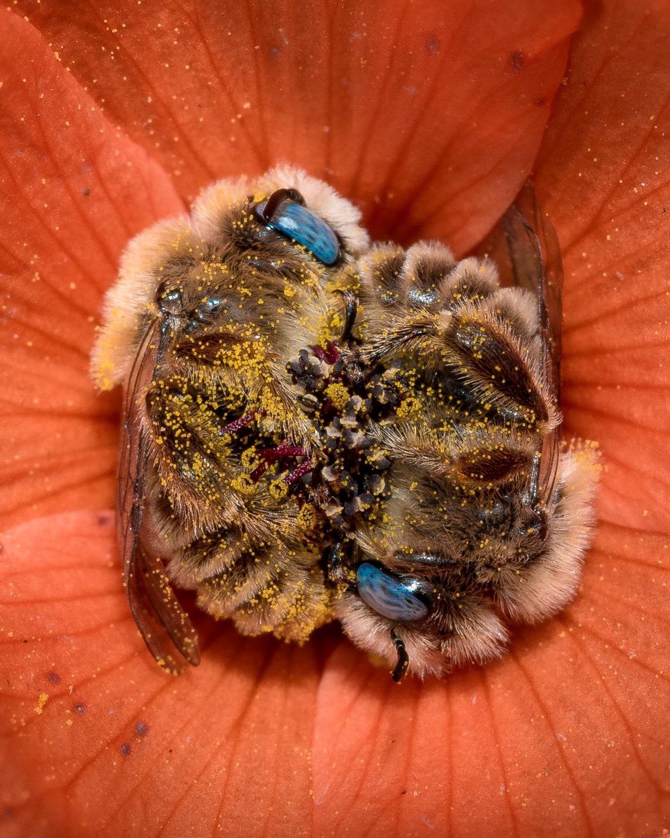 RincnCuriosoo's tweet photo. Abejorros durmiendo en flores 🐝🌻

📸 Joe Neely https://t.co/LVkDGYohix
