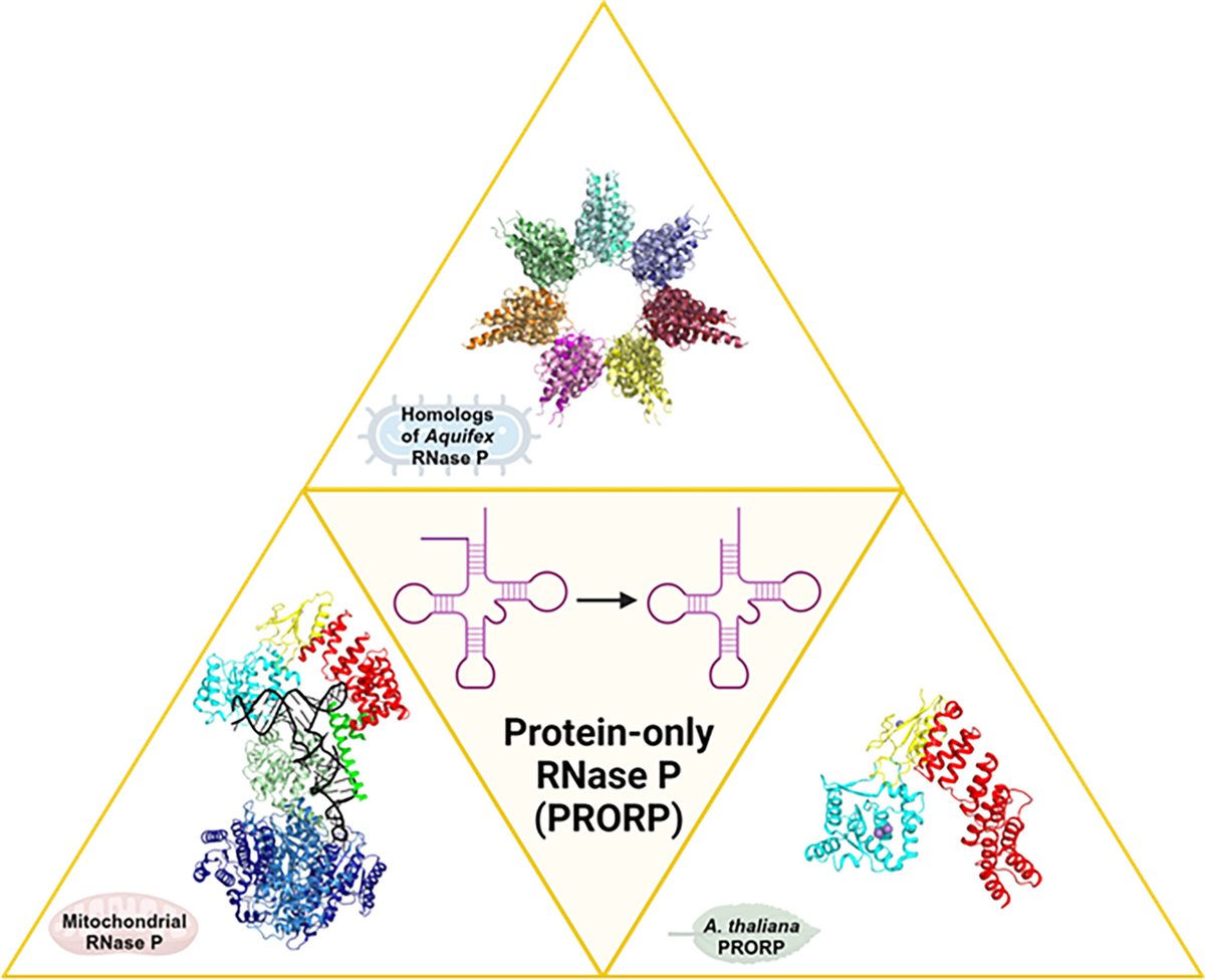 Koutmos Lab (@koutmoslab) on Twitter photo We are thrilled to announce our latest review article about PRORPs in <a href="/WIREs_Reviews/">Wiley Interdisciplinary Reviews</a>: "The protein-only RNase Ps, endonucleases that cleave pre-tRNA...". You can read more about it at the link below! π
wires.onlinelibrary.wiley.com/doi/full/10.10β¦ We are thrilled to announce our latest review article about PRORPs in <a href="/WIREs_Reviews/">Wiley Interdisciplinary Reviews</a>: "The protein-only RNase Ps, endonucleases that cleave pre-tRNA...". You can read more about it at the link below! π
wires.onlinelibrary.wiley.com/doi/full/10.10β¦