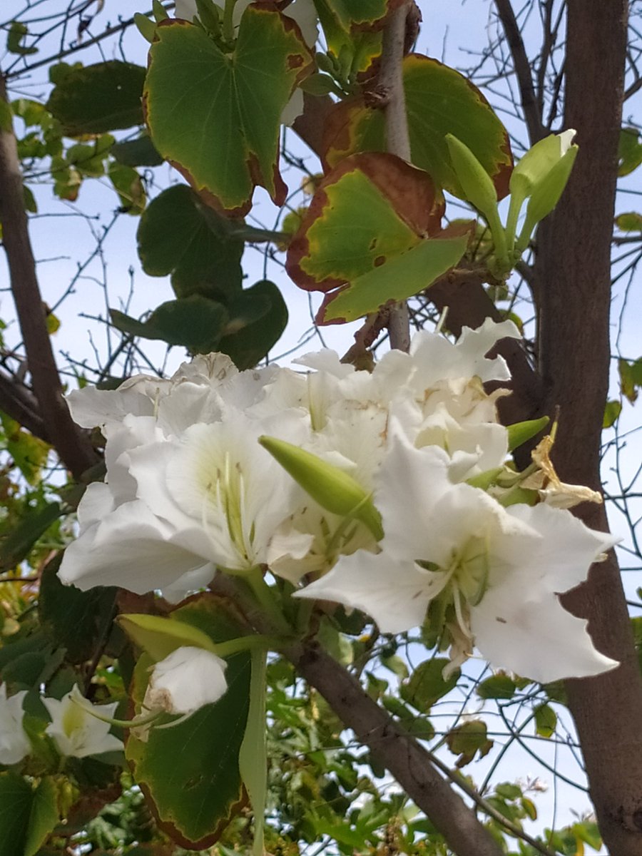 Feliz noche amigas/os, simplemente maravilloso 😘