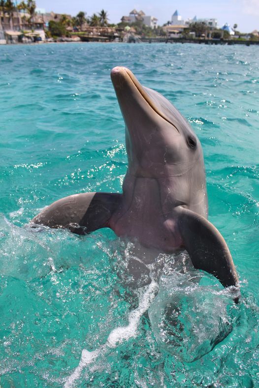 At Dolphin Discovery, we turn your dreams into reality. Swim with dolphins in the Riviera Maya and take with you memories that will last a lifetime. 🌈🐬

#DolphinDiscovery #moments #experience