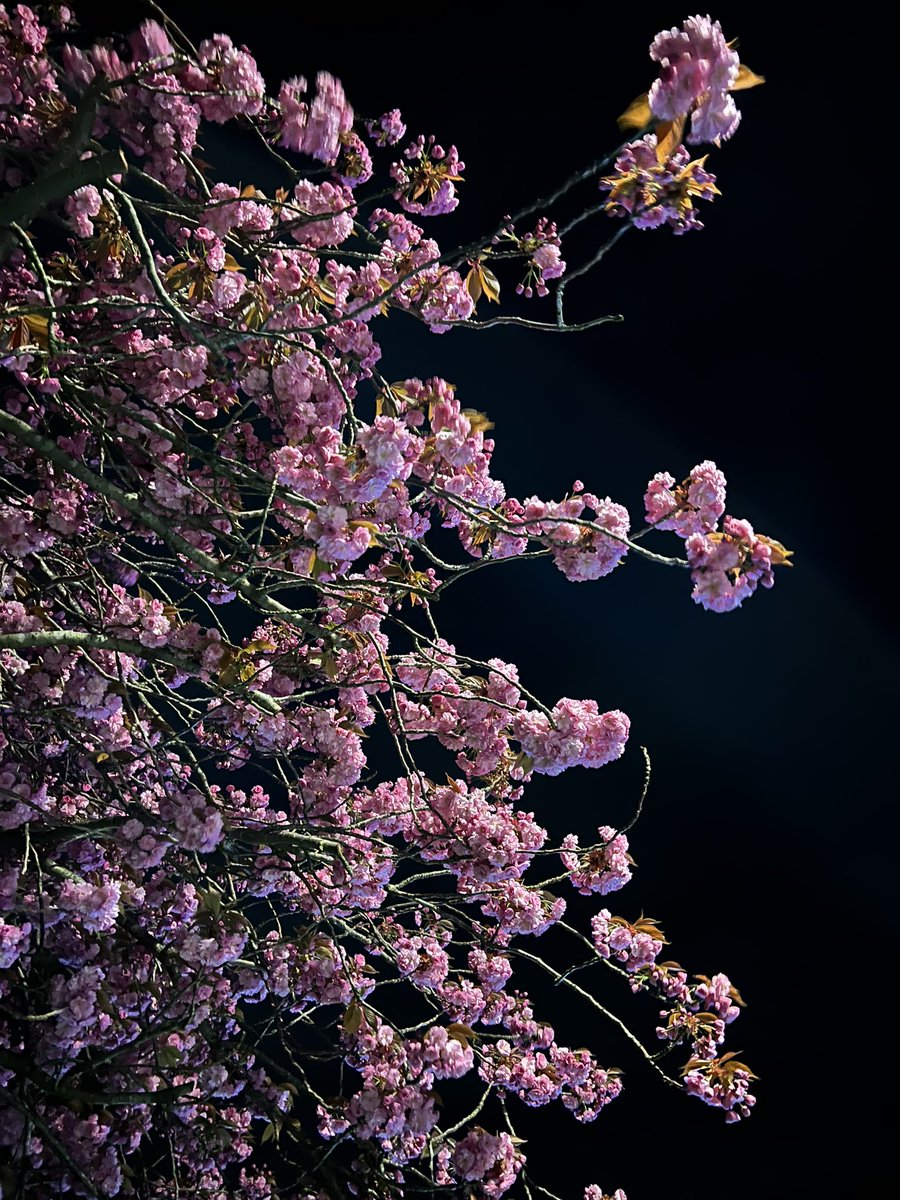 Avond wandelingetje 🌸