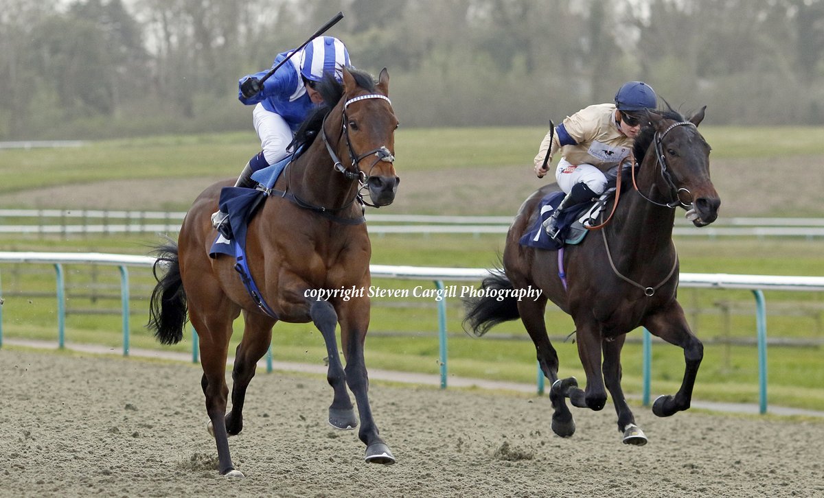 Now 2/2, @Shadwell_EU 4yo g MAHBOOB wins 10f novice @LingfieldPark today for @AgaKhanStuds Sea The Stars and trainers John & Thady Gosden with @JimCrowley1978