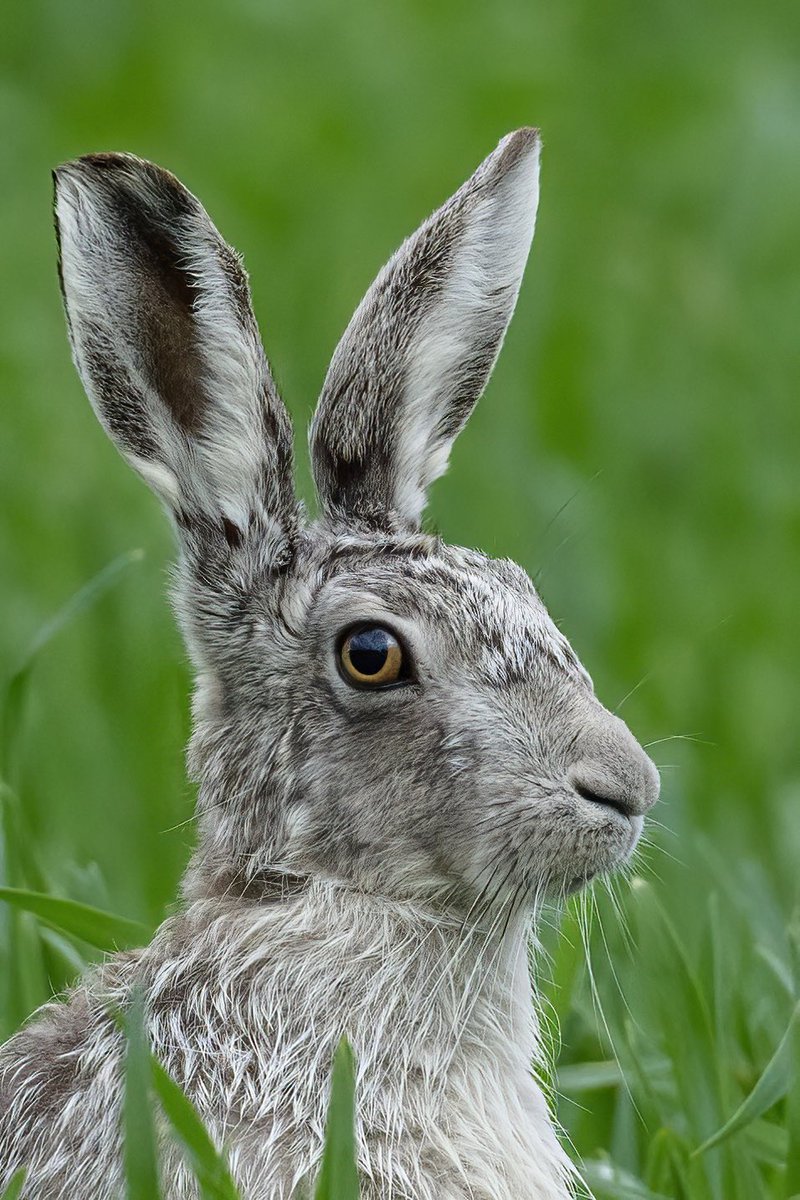 He really did pose for me today. He’s become a real celebrity- ‘Ghostly Grey’
#ghostlygrey #hare #bluehare #ghosthare #silverhare #Leucistic #springwatch #Norfolk #BBCWildlifePOTD #wildlifephotography