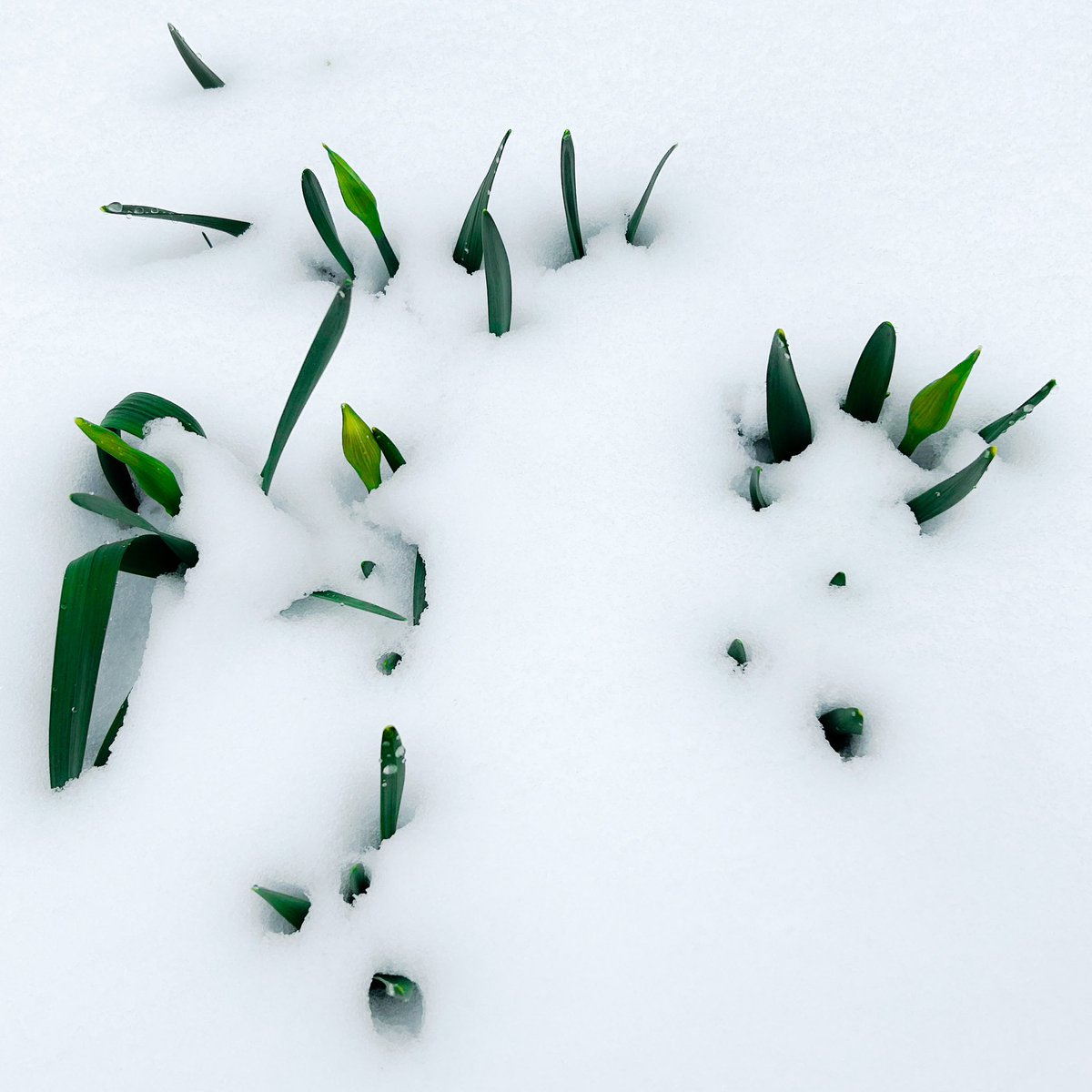 New Hampshire, April 4th. Spring is on her way, one of these days… ❄️🌼❄️🌼