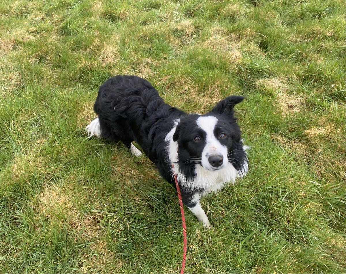 🐾NEW ARRIVALS🐾 We have had several new arrivals this week. This little 9 month old girl JASMINE was one of our emergency admissions. She is absolutely stunning😍 We are taking applications of interest in her, you must have previous collie experience, and lots of cuddles 🖤