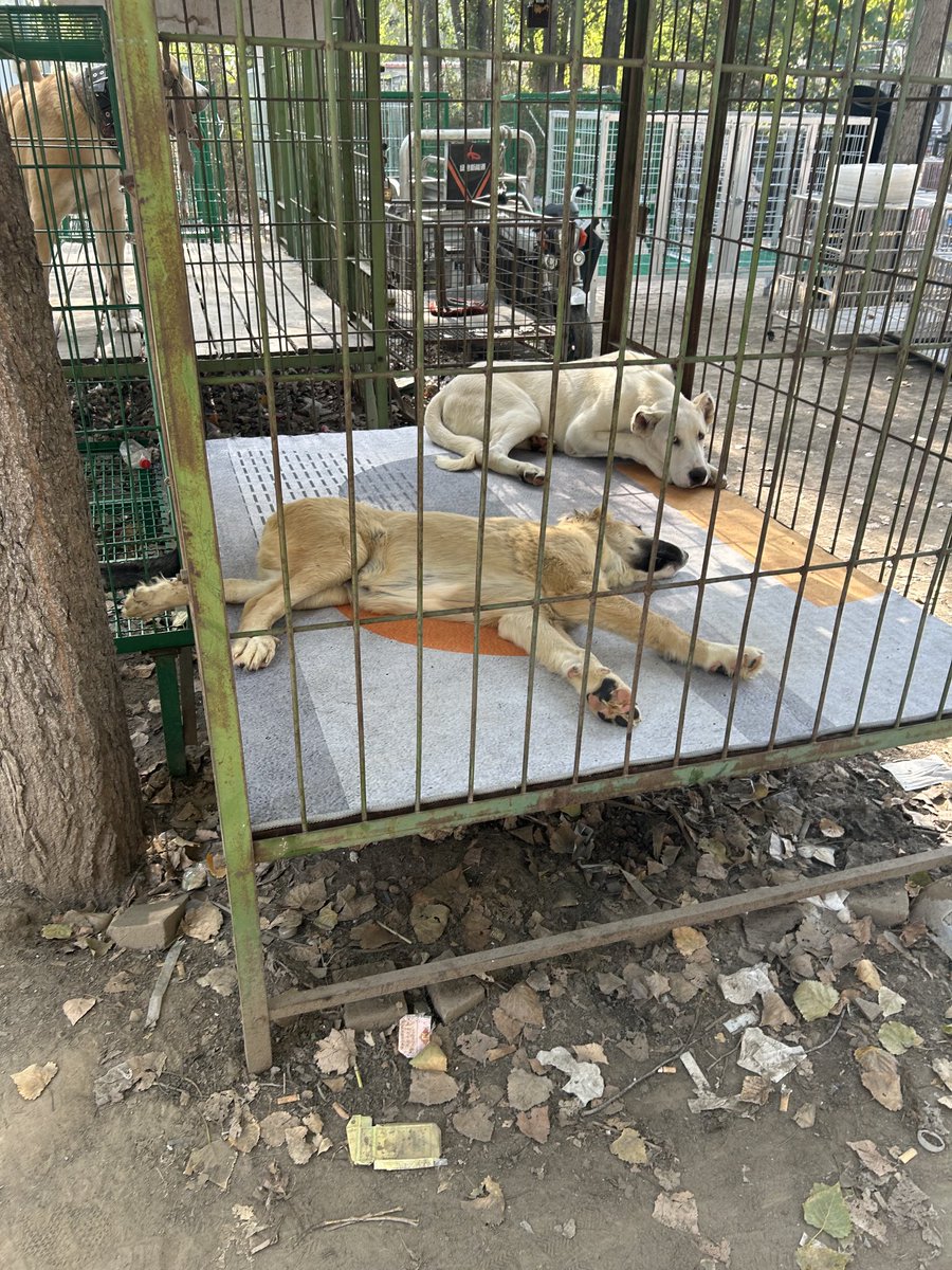 #NoToDogMeat The sad reality of the ‘ everyday’ dog meat market. You think they are sleeping but likely have distemper. Just waiting to die.Maybe they know, maybe they don’t. The screams come Julia witnesses this and saves who she can @juliadecadenet