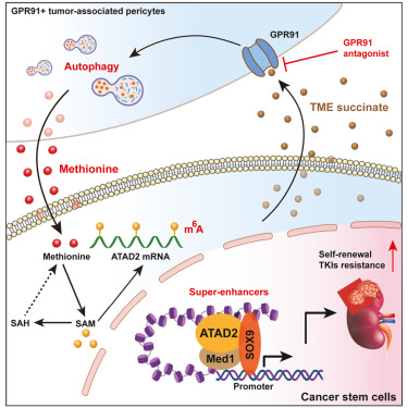 Methionine secreted by tumor-associated pericytes supports cancer stem cells in clear cell renal carcinoma dlvr.it/T54jR7