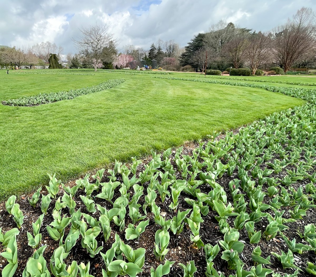 Spring has sprung at the Gardens! The blossoming cherry trees, rhododendron, daffodils and hyacinths are ready to welcome you. As for the tulips, we expect them to bloom in about a week or so. Enjoy! (Photos taken 4/4/24) #HersheyPA #hersheygardens #Springflowers #springblooms