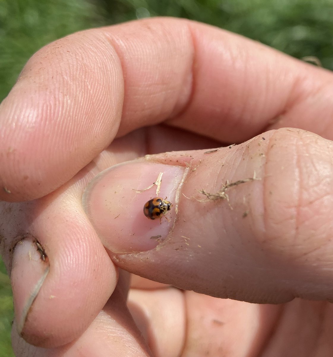 It’s been a while but here is species 5 and 6 of my #ladybirdyearlist ! The 24-spot (subcoccinella vigintiquatuorpunctata) and the 10-spot (Adalia decempunctata) ladybird. Both similar in size and quite small. The 10 spot has many forms. #nature #insect