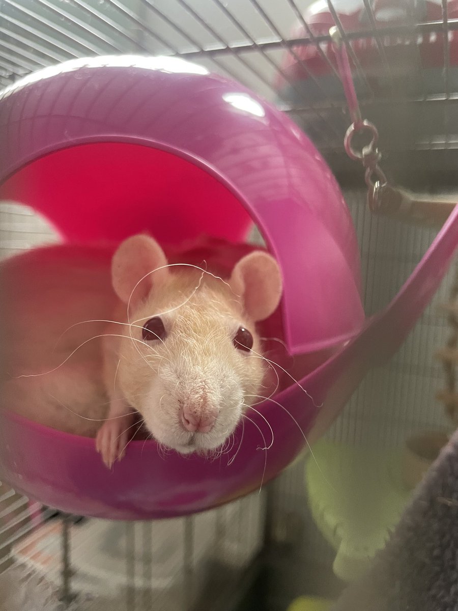 Meg Corrigan tweet media