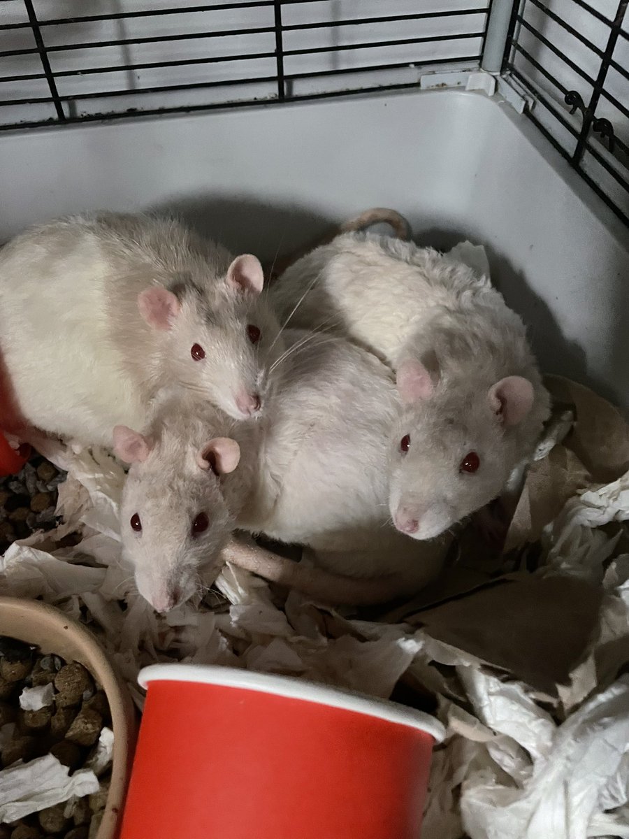 Meg Corrigan tweet media