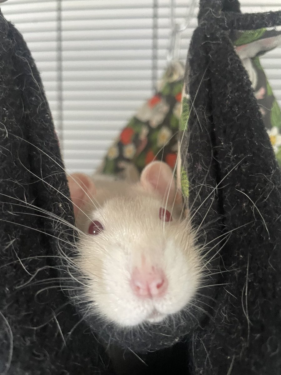 Meg Corrigan tweet media