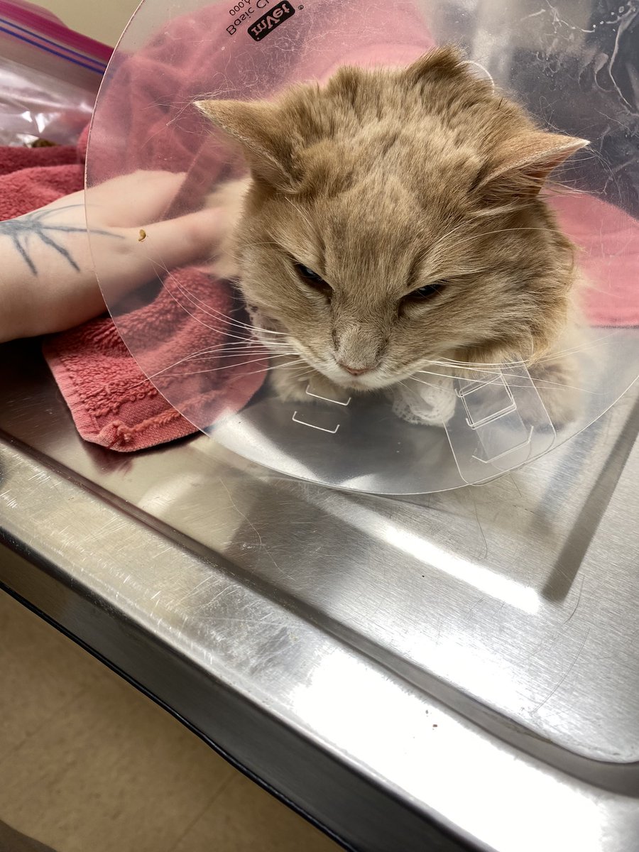 Manda_AMSBT's tweet photo. He still won’t eat so they’re keeping him another night to monitor kidney levels. His temp is down to 102 at least but he’s so stressed out &amp; miserable ;; they still don’t know why he had a fever. Kofi below if you want to help, sorry I haven’t had a chance to upload the PDFs😭 https://t.co/BTTIBOFwJH