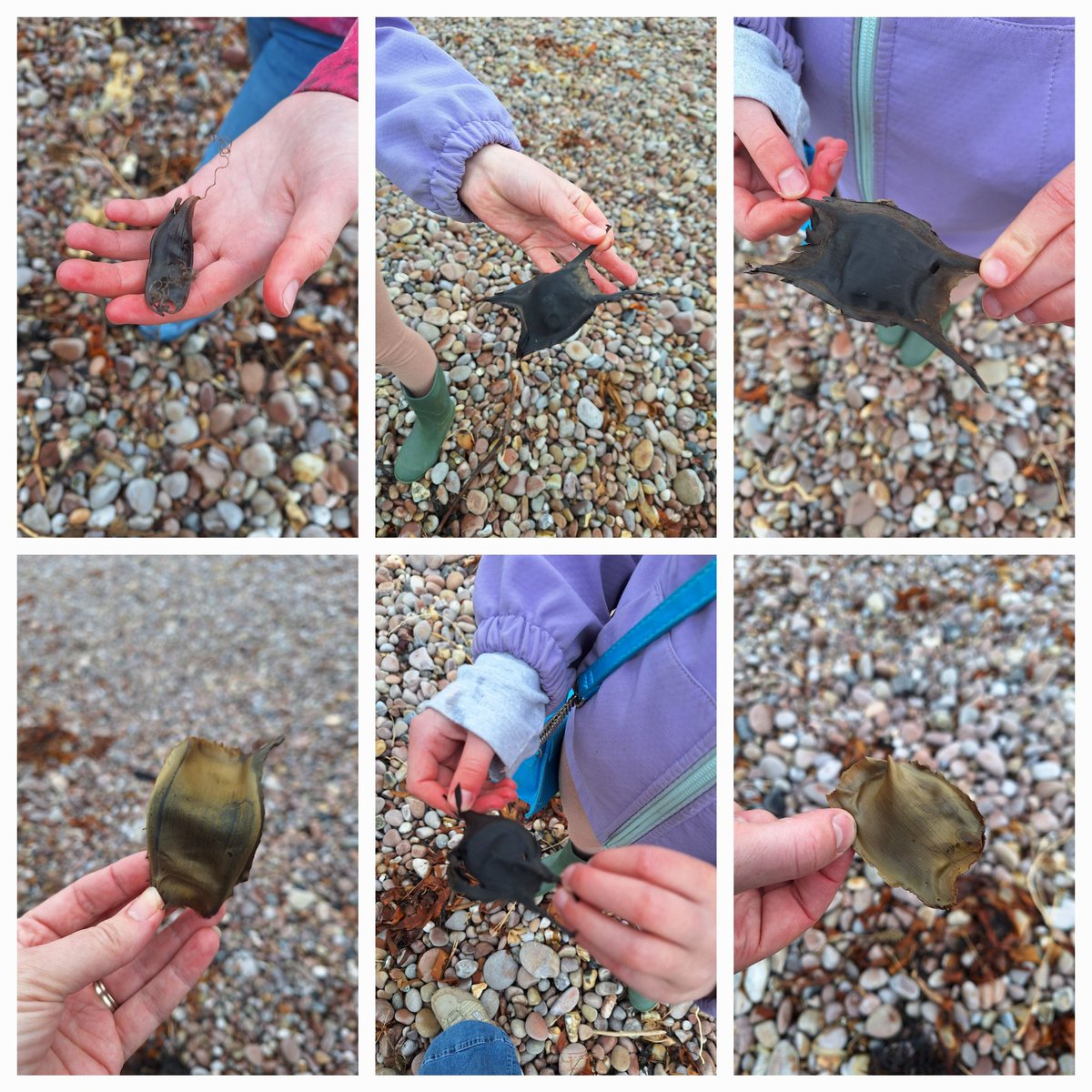 Amazing 11 #murmaidsPurse found on #Sidmouth beach this morning.  #smallSpottedCatshark #thornbackRay and #SpottedRay and all logged on the #greatEggcaseHunt app for #sharkstrust @SharkTrustUK 
#viewfrommywalk