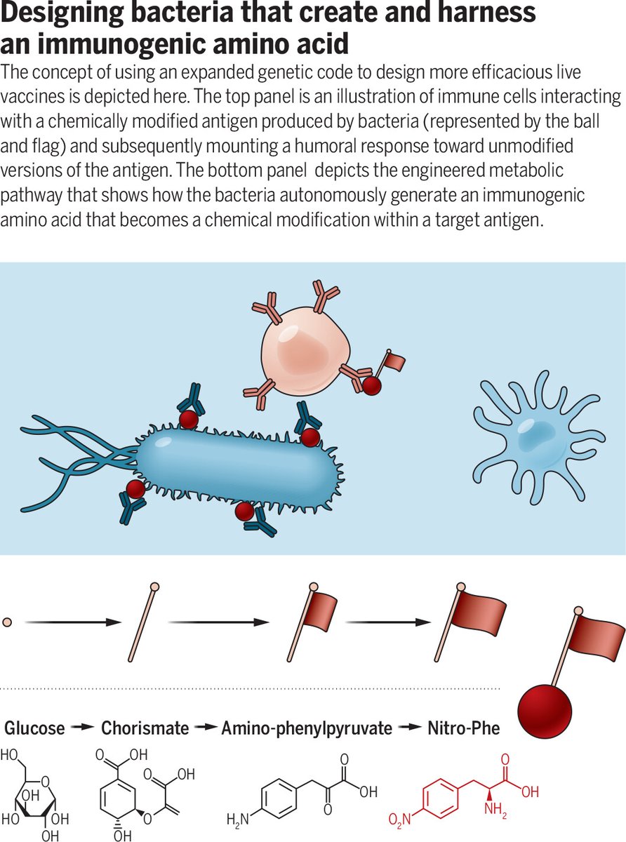 Science Magazine (@sciencemagazine) on Twitter photo 🎉 Congratulations to <a href="/kunjapur/">Aditya Kunjapur</a>, winner of the 2024 BioInnovation Institute & Science Prize for Innovation for his work toward building a better platform for possible future bacterial vaccines.
Learn more: scim.ag/6tW 🎉 Congratulations to <a href="/kunjapur/">Aditya Kunjapur</a>, winner of the 2024 BioInnovation Institute & Science Prize for Innovation for his work toward building a better platform for possible future bacterial vaccines.
Learn more: scim.ag/6tW