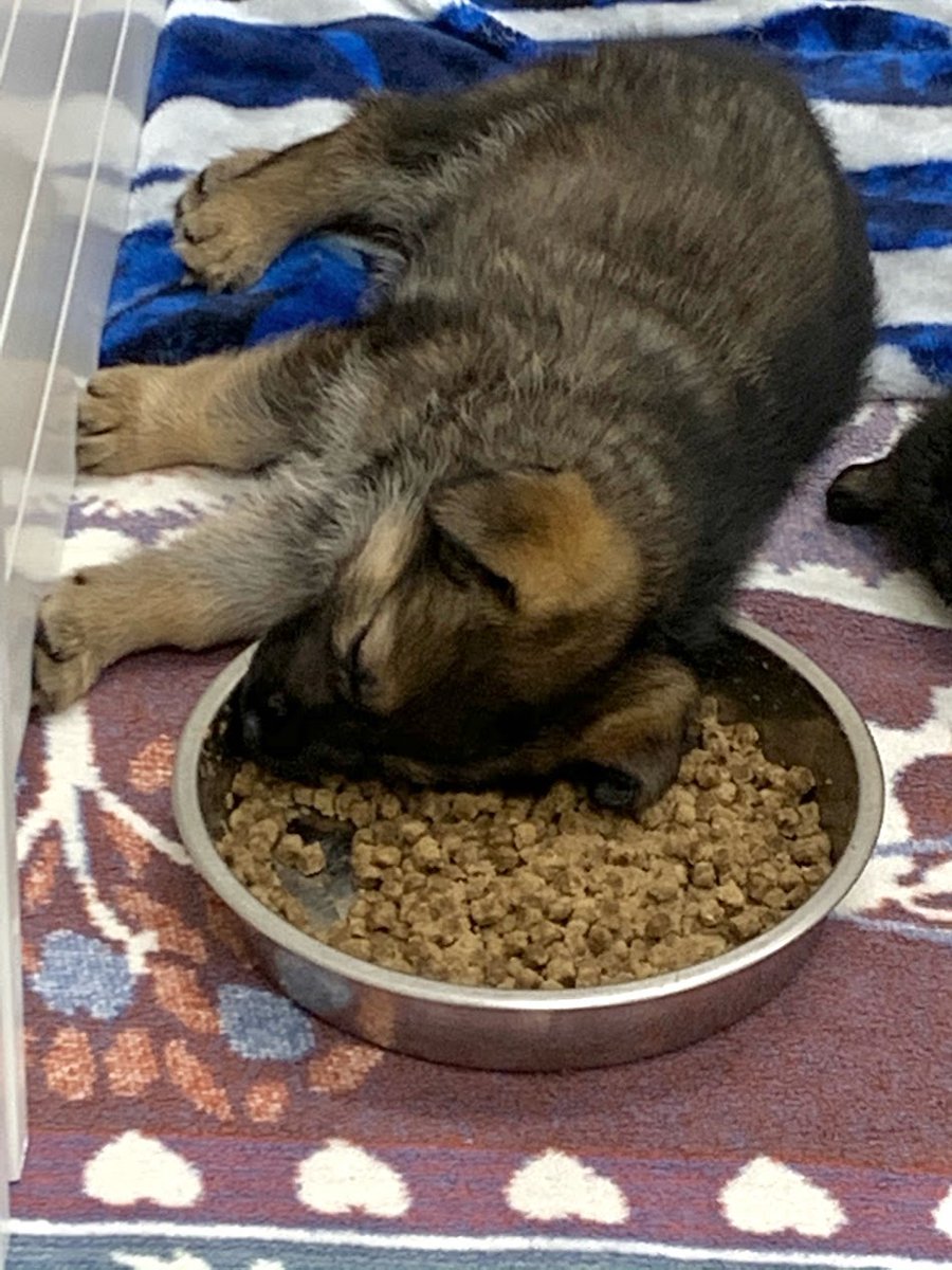 This pup was playing a little too hard and fell asleep in the food bowl! VD: 6-week-old pup laying in food bowl, sleeping.