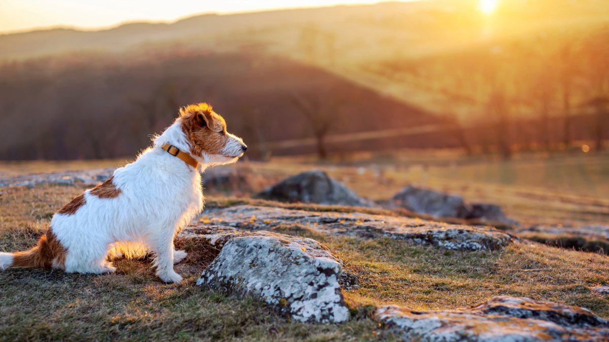 🌿🌎Every sunrise brings a new opportunity for growth and gratitude; embrace the day with positivity and purpose! 

🌍🐾Our pet gear is a soft, strong, and sustainable choice for your pet. 

🌱🐶Share #EarthDay2024 photos using #WaggingGreen. 
 #EcoFriendlyPets #SustainableLiving