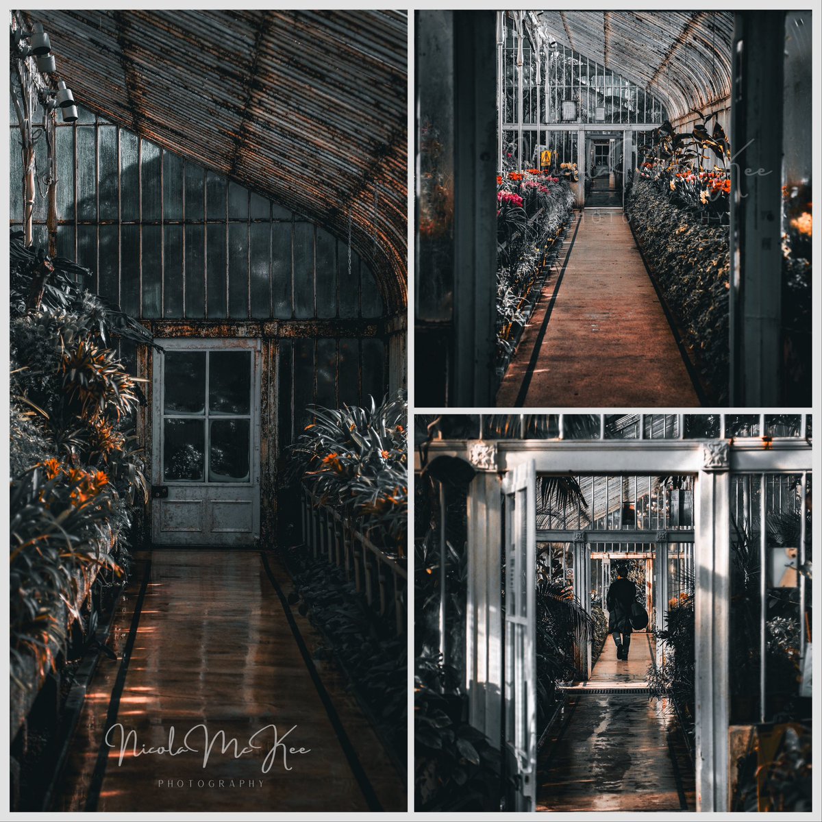 nicmckeephoto's tweet photo. Botanical Doorways 🚪 📸 
#nicolamckeephotography #moodyphotography #canonphotography #doors #history #belfast #thepalmhouse #botanicgardens https://t.co/5VemEu7gwY
