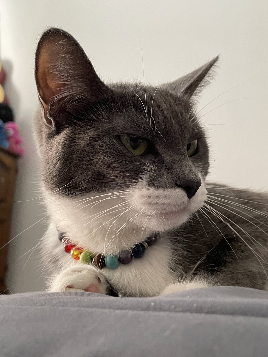 Brenden 🐶 tweet media