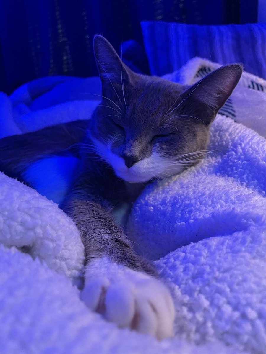 Brenden 🐶 tweet media