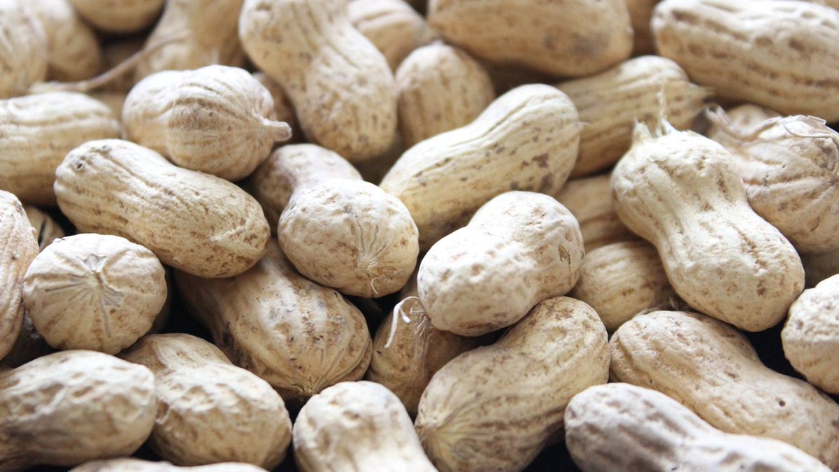 [AAES] Multi-State Data – NEW Feature Released from the AU Variety Testing Program

A grant from the National Peanut Board lets AL, GA and FL stakeholders access peanut data and support for making a peanut variety selection across these states.

More: aaes.auburn.edu/blog/2024/04/0…