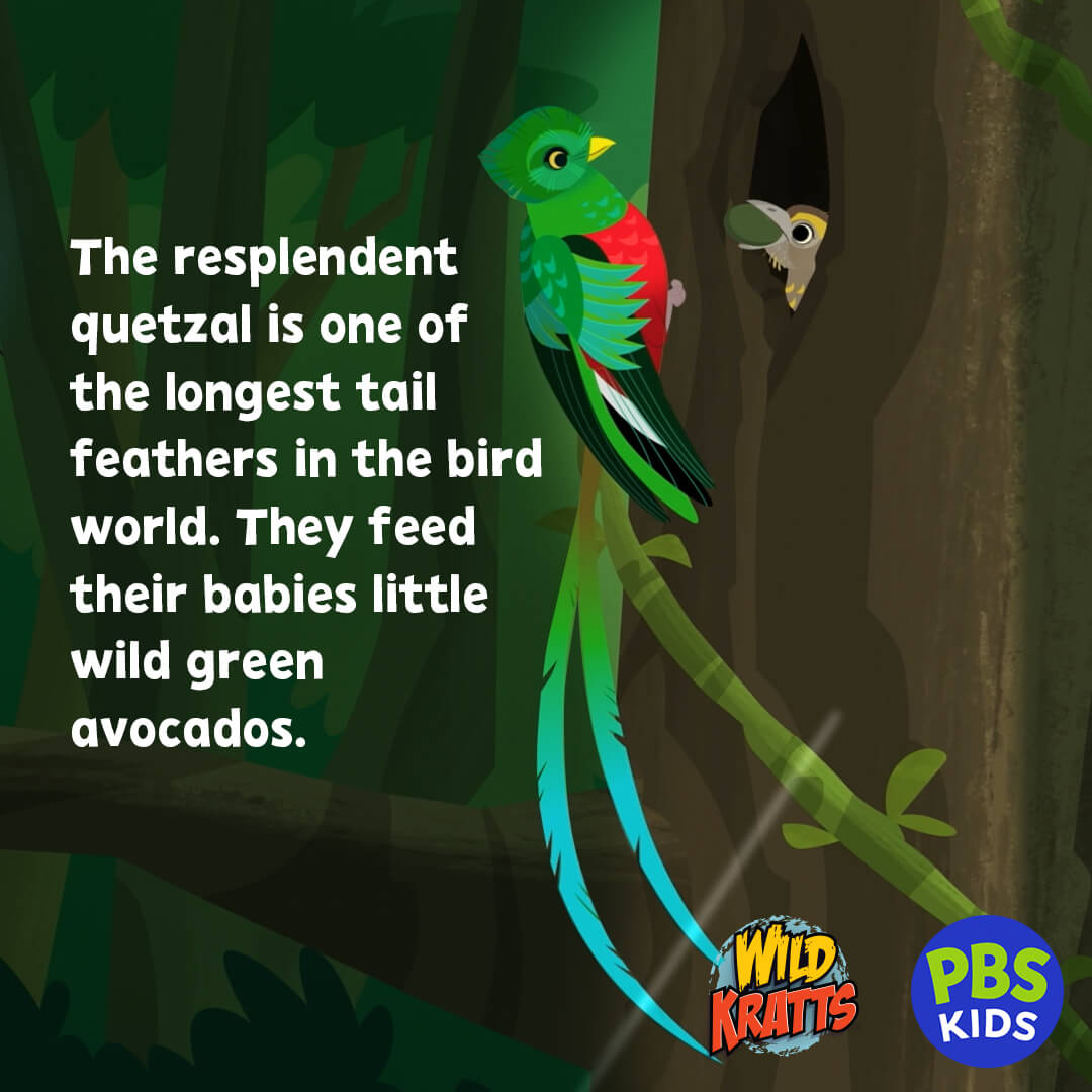 PBSKIDS tweet picture